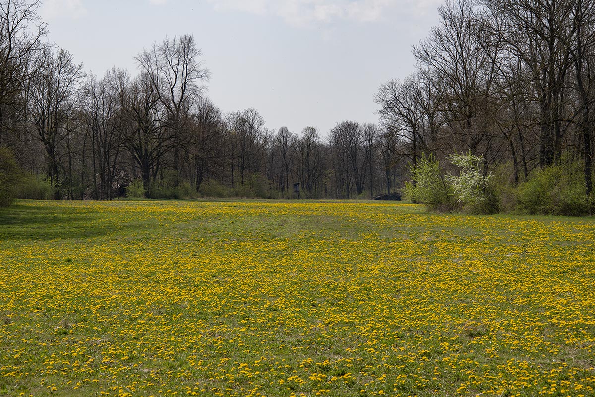 Löwenzahnwiese